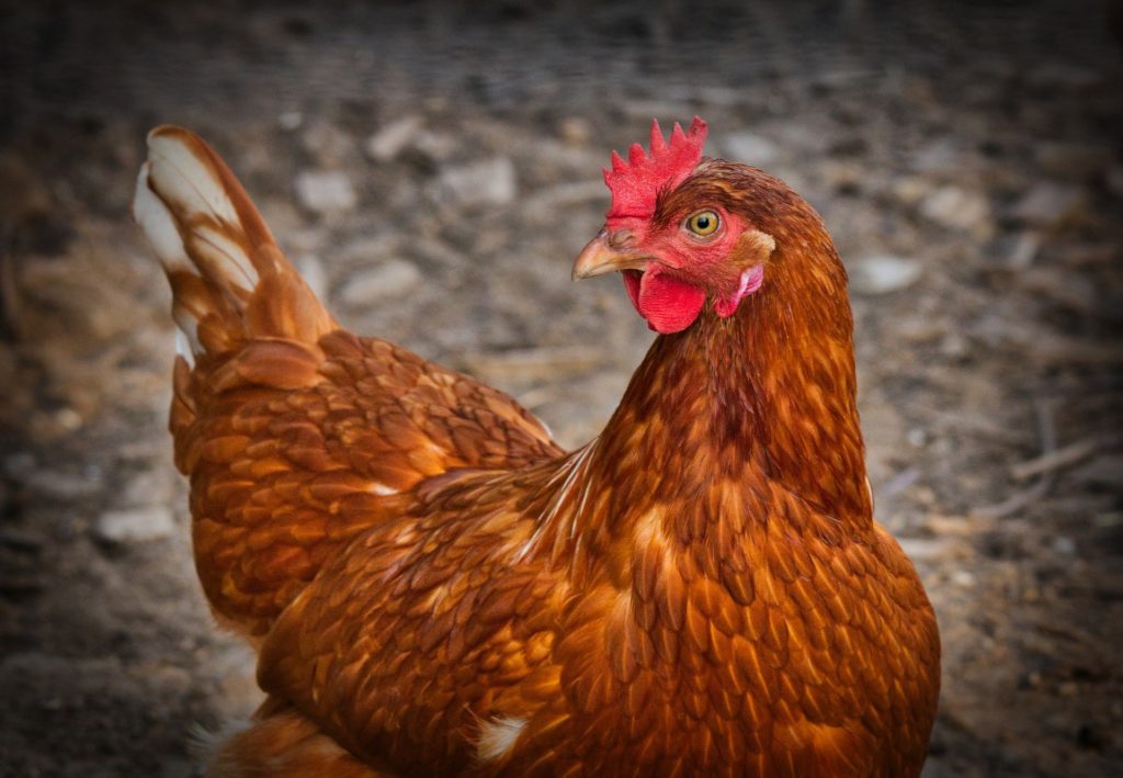 Eieretiketten - Etiketten für Hühner